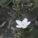 Image of Ornduffia albiflora (F. Müll.) Tippery & Les