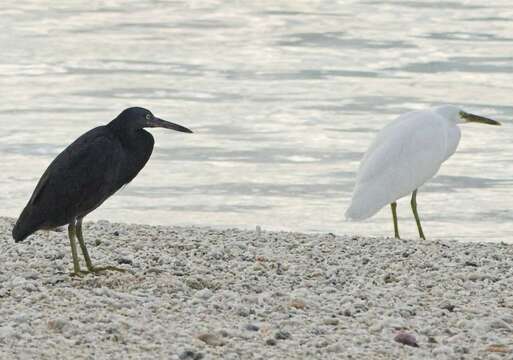 Image de Aigrette sacrée