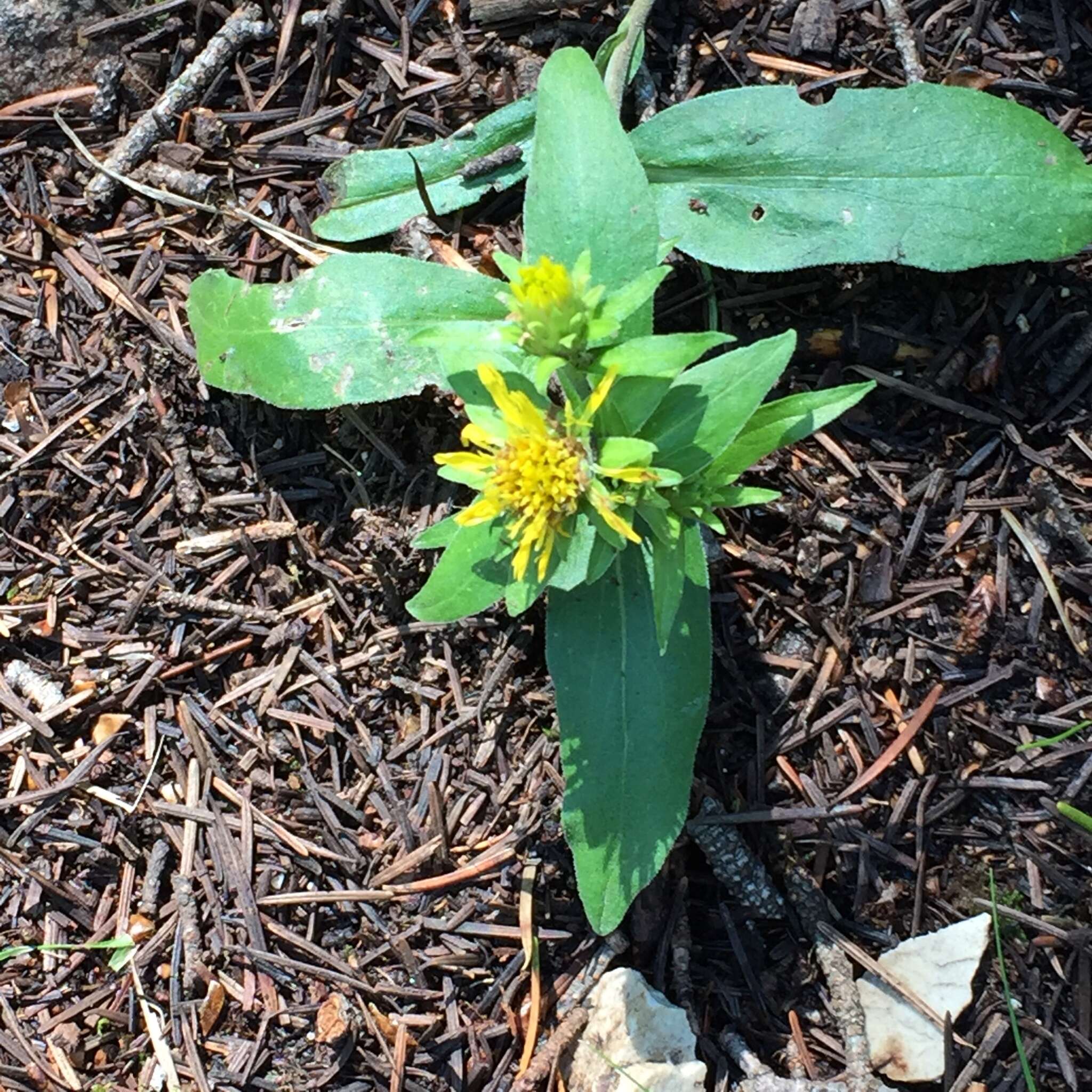 Image of Parry's goldenrod