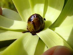 Plancia ëd Leucadendron microcephalum (Gand.) Gand. & Schinz