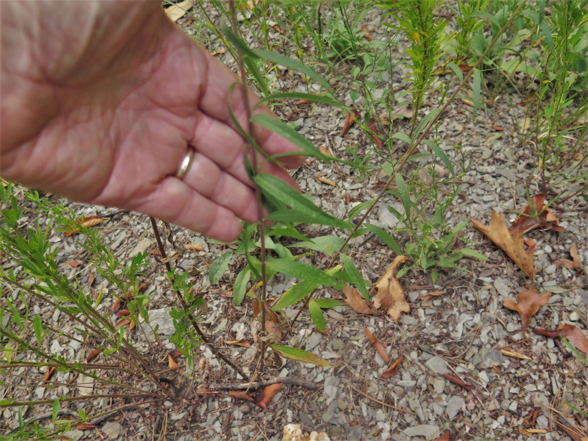 Image of false boneset