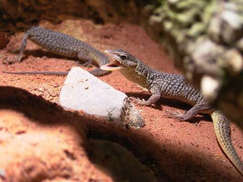 Imagem de Varanus storri Mertens 1966