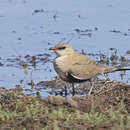 Image of Australian Pratincole