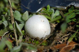 Imagem de Lycoperdon dermoxanthum Vittad. 1843