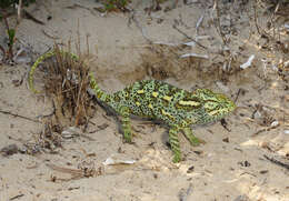 Image of African Chameleon