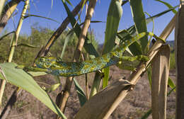 Image of African Chameleon