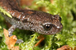 Image of California Slender Salamander