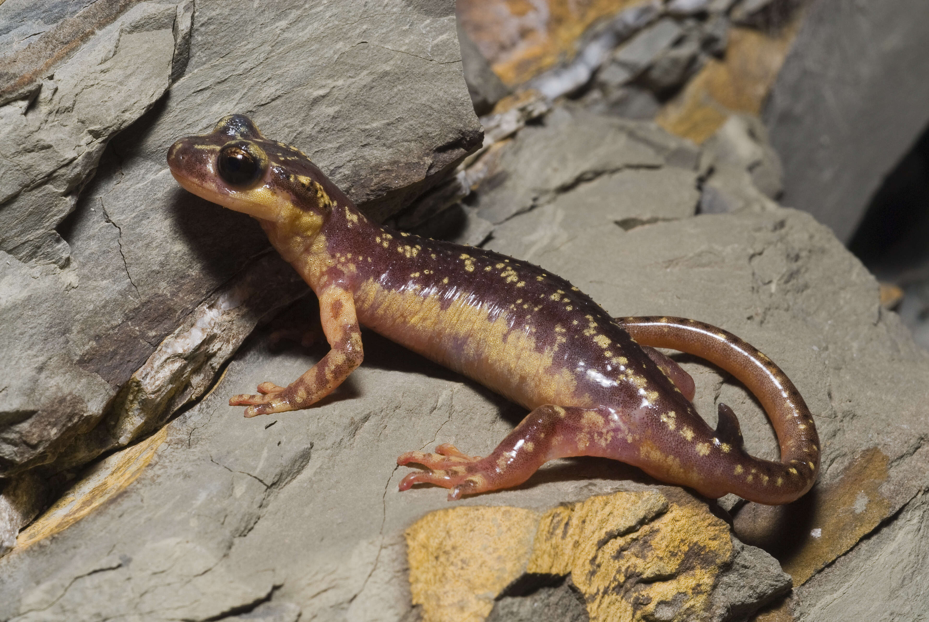 Image of Lycian salamander