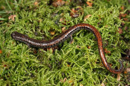 Image of California Slender Salamander