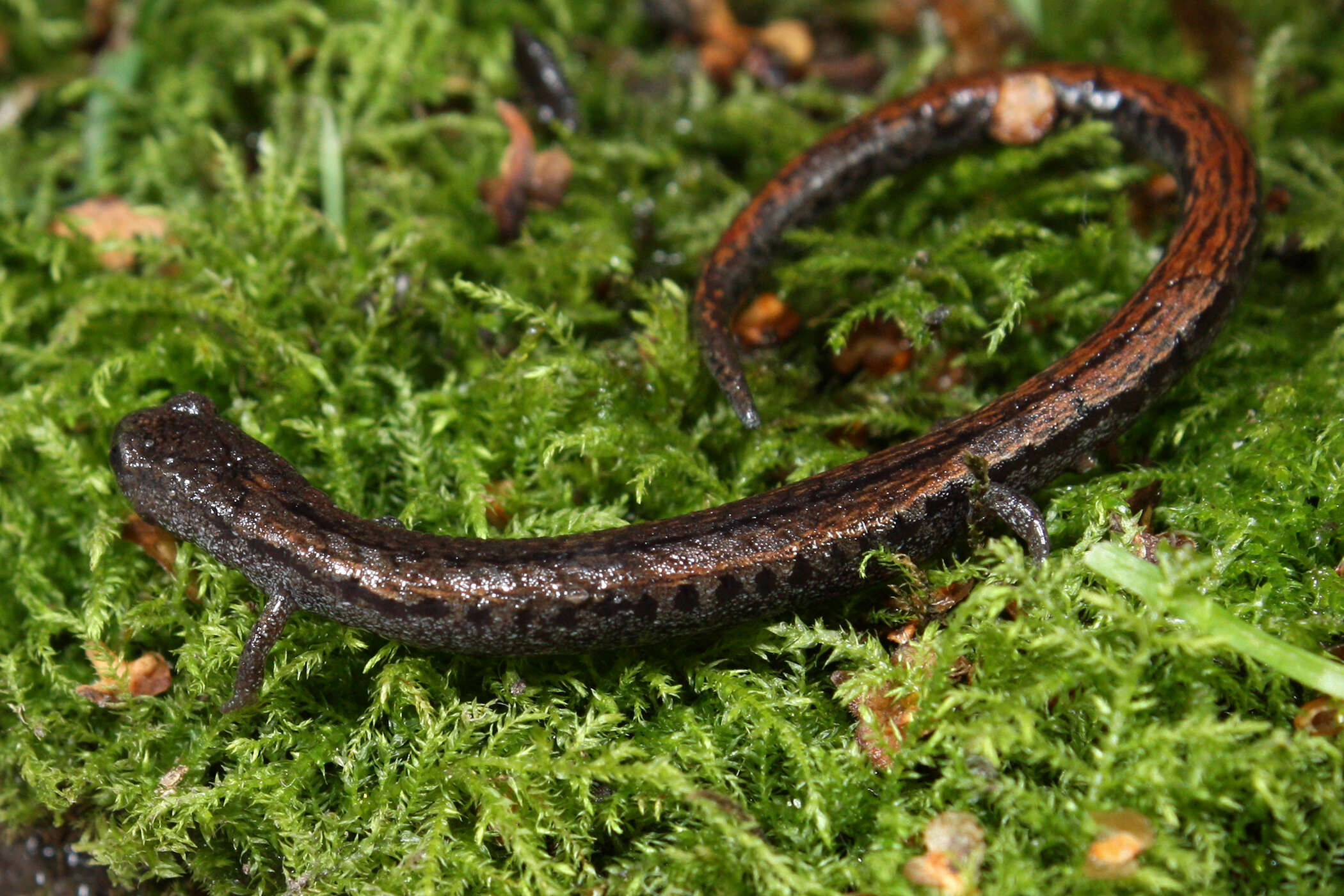 Image of California Slender Salamander