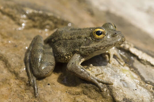 Image of Karpathos Frog