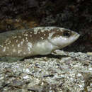 Image of Freckled Soapfish