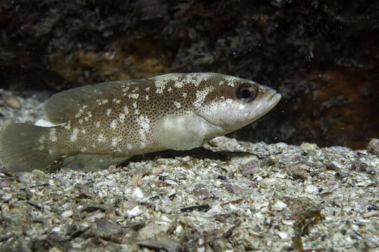 Image of Freckled Soapfish