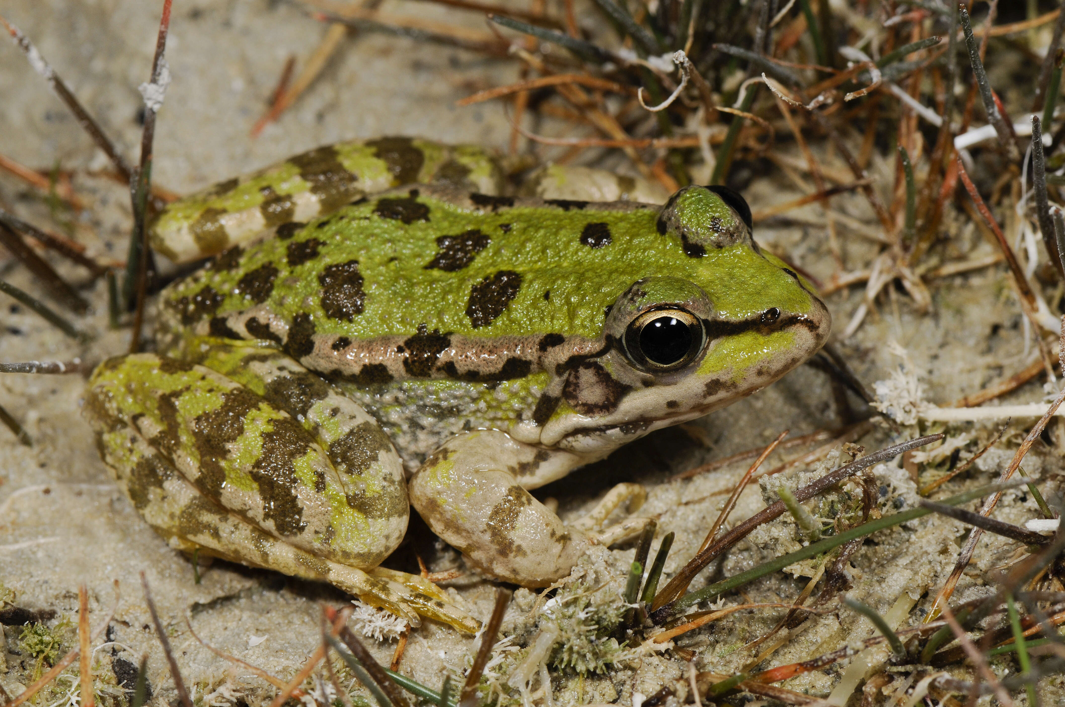 Image of Cretan Frog