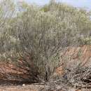 Eremophila pantonii F. Muell. resmi