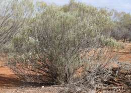 Слика од Eremophila pantonii F. Muell.