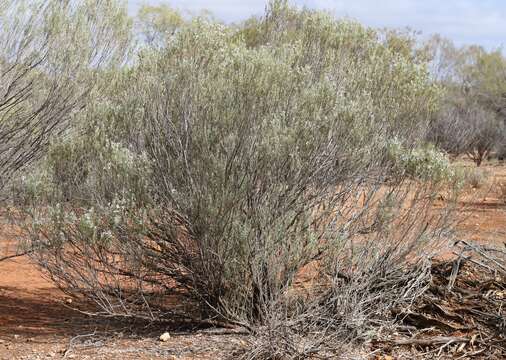 Eremophila pantonii F. Muell. resmi