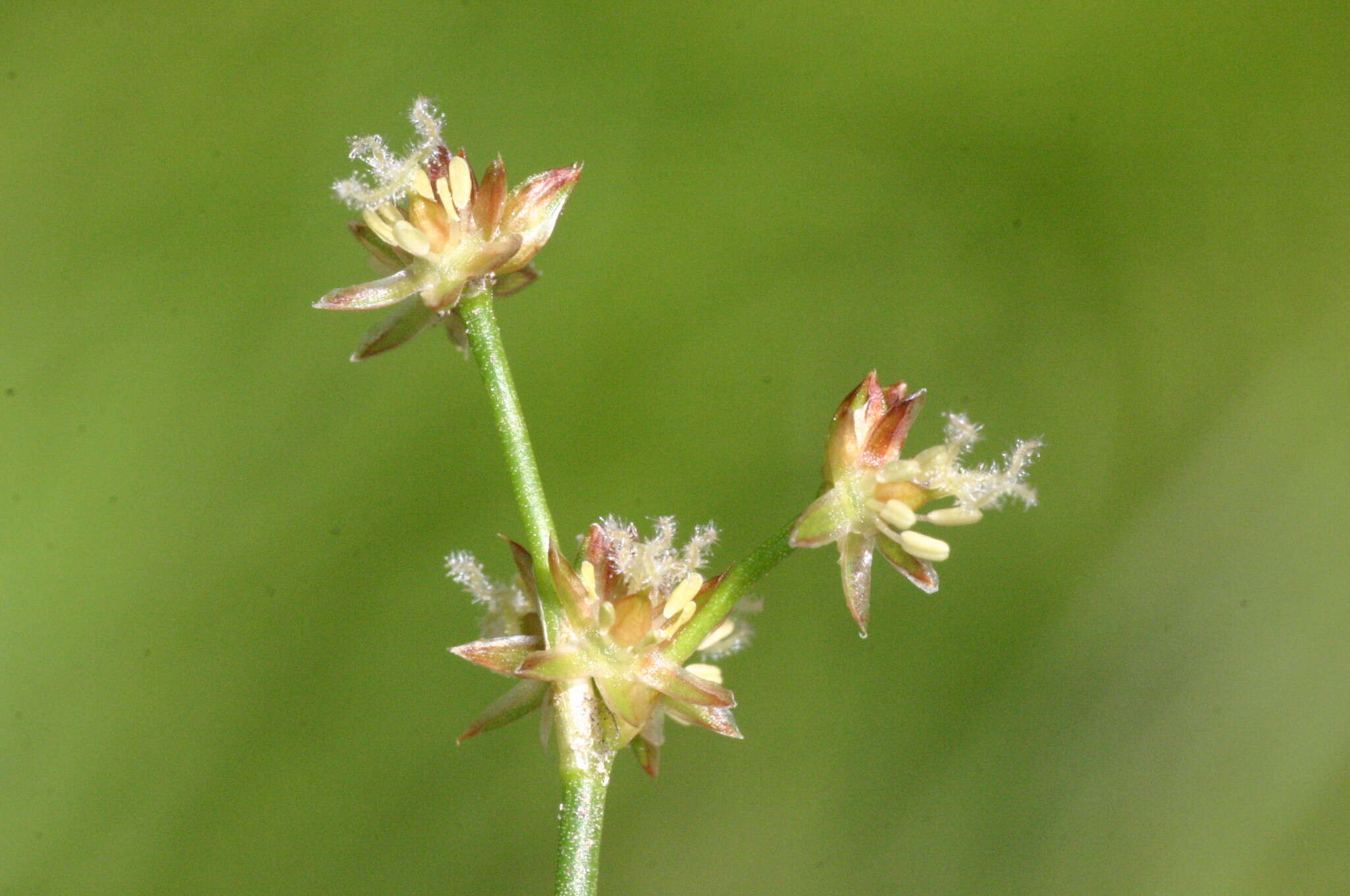 Juncus articulatus L. resmi