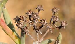 Imagem de Phiambolia longifolia Klak