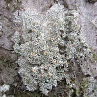 Image of Ochrolechia trochophora (Vain.) Oshio