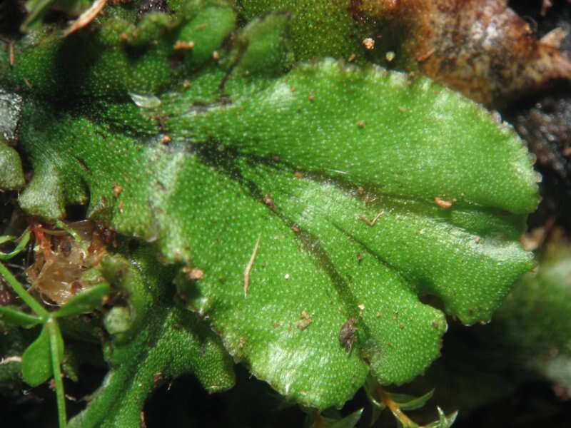 Image of common liverwort