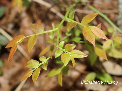 Image of Vaccinium japonicum var. lasiostemon Hayata