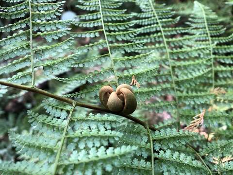 Monachosorum henryi Christ resmi