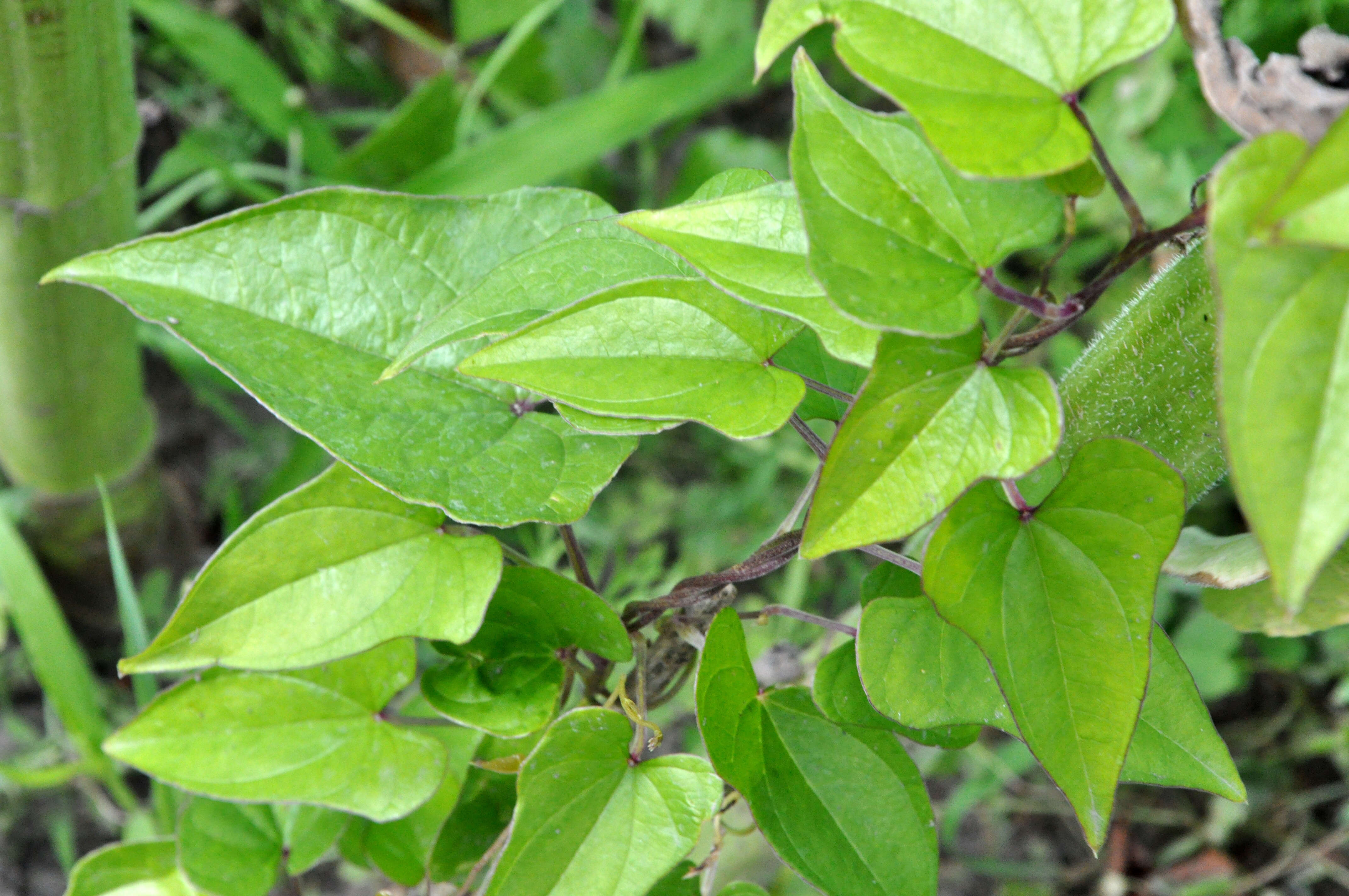 Image of Chinese yam