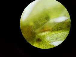 Image of fissidens moss