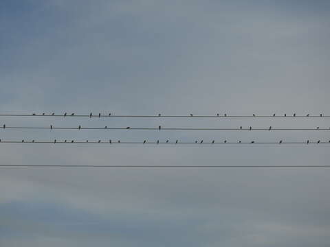 Image of Corn Bunting