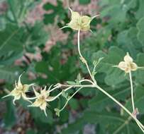 Image of bellflower clematis