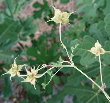 Imagem de Clematis viticella subsp. campaniflora (Brot.) O. Kuntze