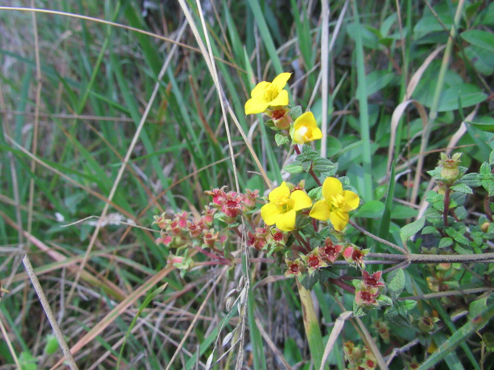 Image of Chaetolepis microphylla (Bonpl.) Miq.