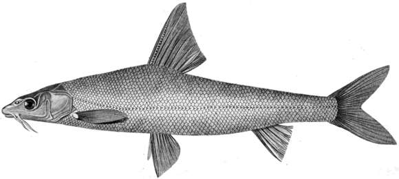 Image of Aral barbel