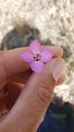 Image of Mt. Lassen clarkia