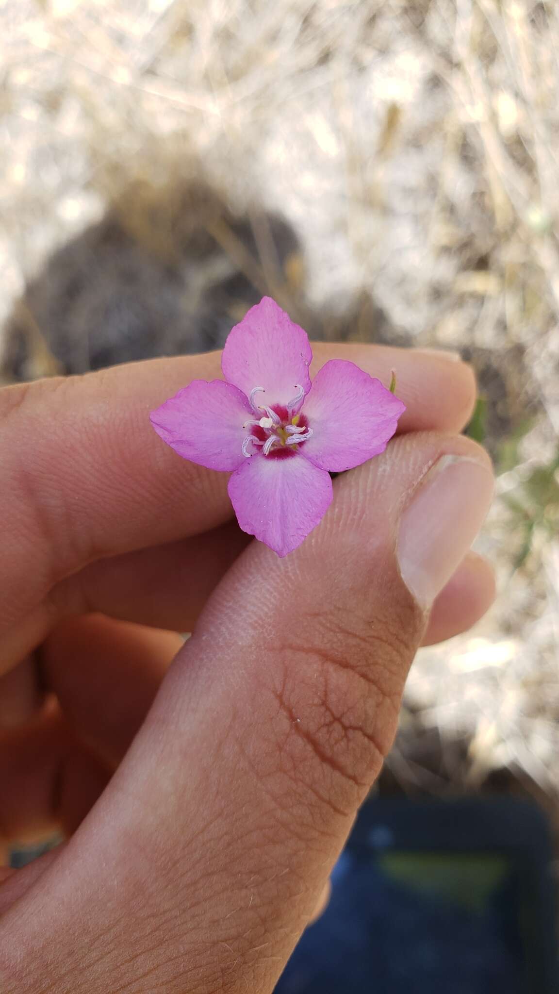 Image of Mt. Lassen clarkia