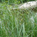 صورة Carex melanostachya M. Bieb. ex Willd.