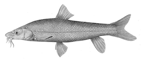 Bıyıklı balık resmi
