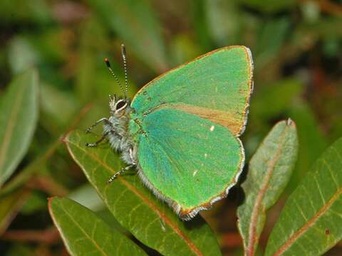 Plancia ëd Callophrys rubi (Linnaeus 1758)