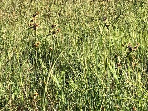 Image of Indianola Beak Sedge