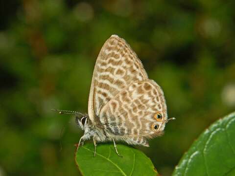 Image of Lang's Short-tailed Blue