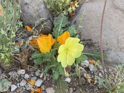 Image de Oenothera primiveris subsp. primiveris