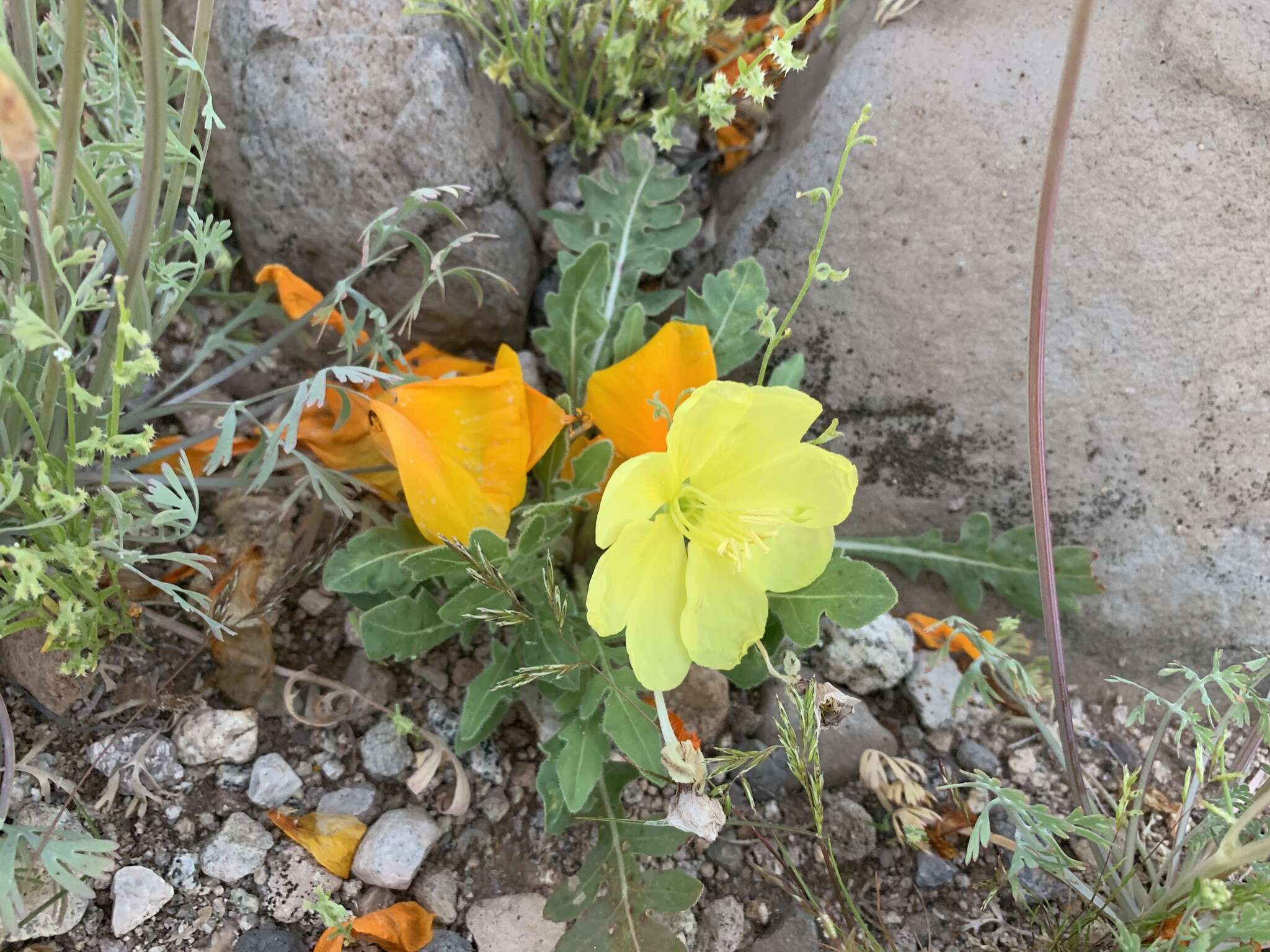 Image de Oenothera primiveris subsp. primiveris