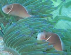 Image of Pink anemonefish