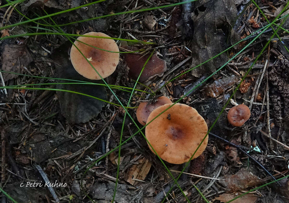 Image of Birch Milkcap