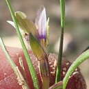 Image of Romulea minutiflora Klatt