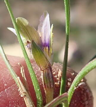 Image of Romulea minutiflora Klatt