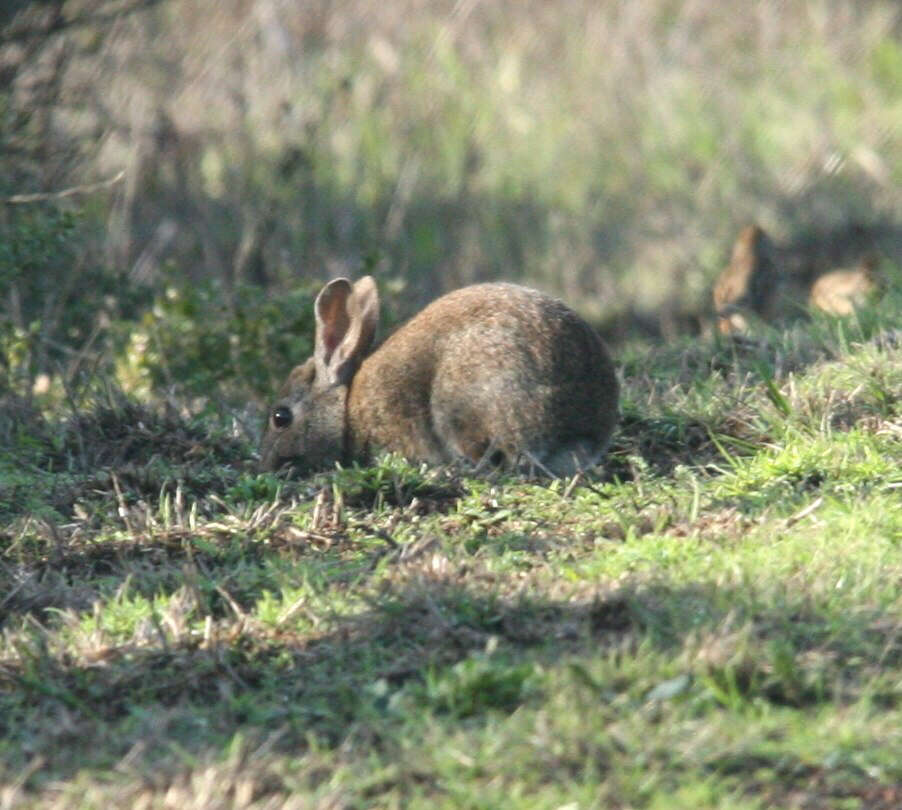 Image of Brush Rabbit