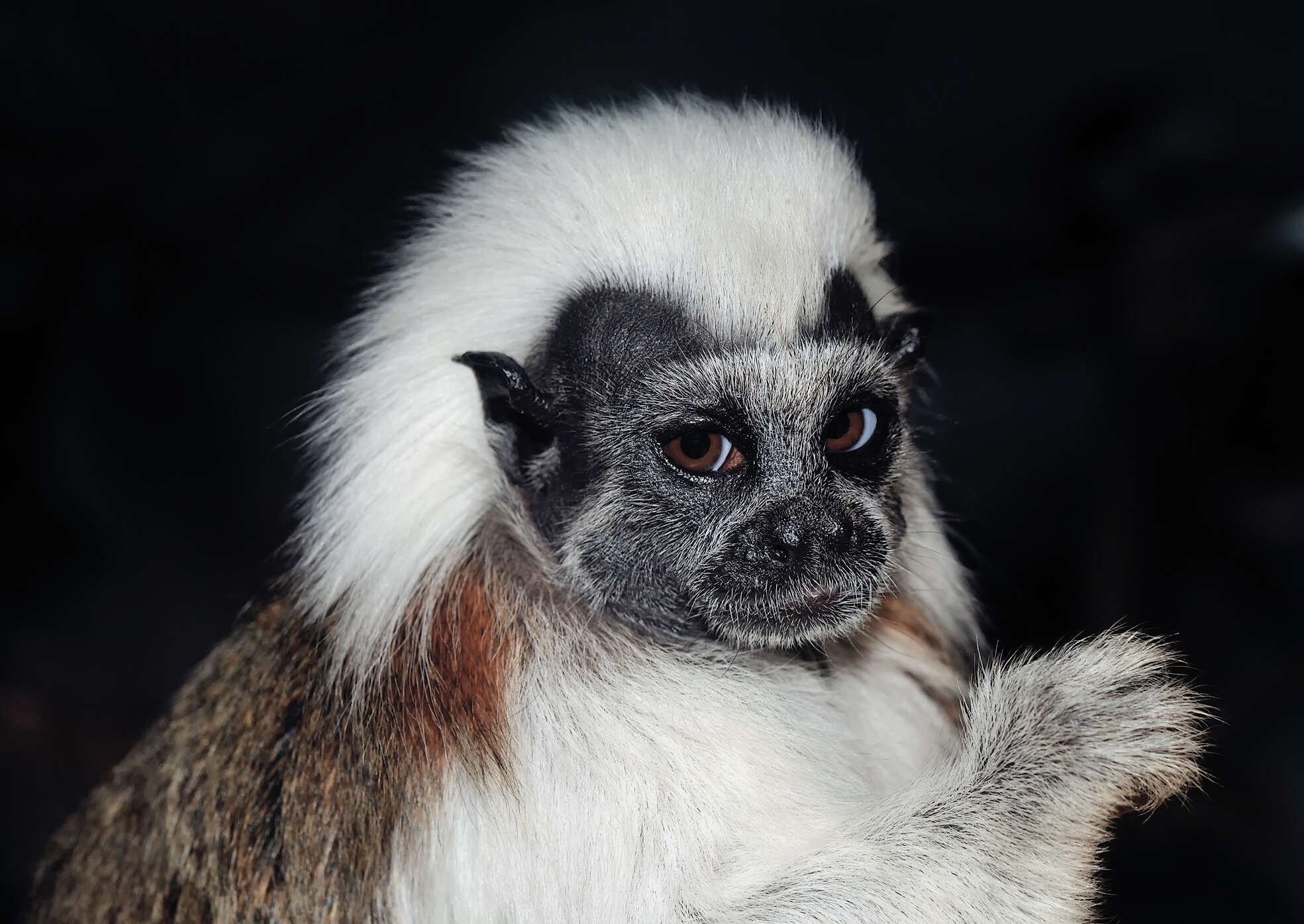 Image of cotton-top tamarin