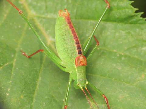 Image of Leptophyes laticauda (Frivaldszky 1868)